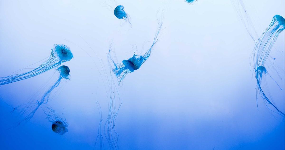 DROPIDEA | دروب ايديا - The importance of AMP for websites and marketers