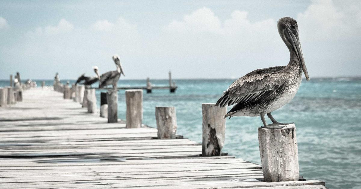 DROPIDEA | دروب ايديا - Amazon is flooded with counterfeit and unsafe products