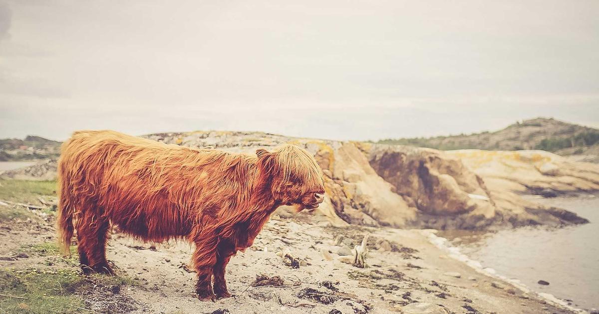 DROPIDEA | دروب ايديا - After the NBA Dallas Mavericks announced its partnership with the Voyager platform, it offers rewards worth $100 in Bitcoin.