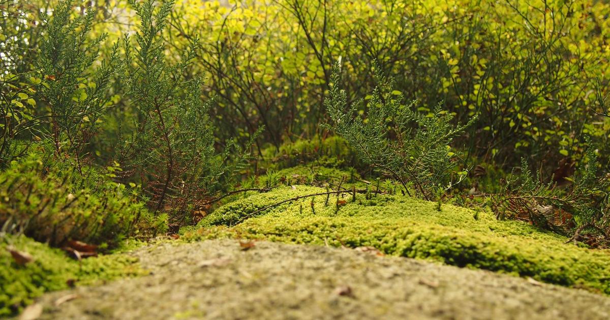 DROPIDEA | دروب ايديا - List of the best US stocks to invest in 2022