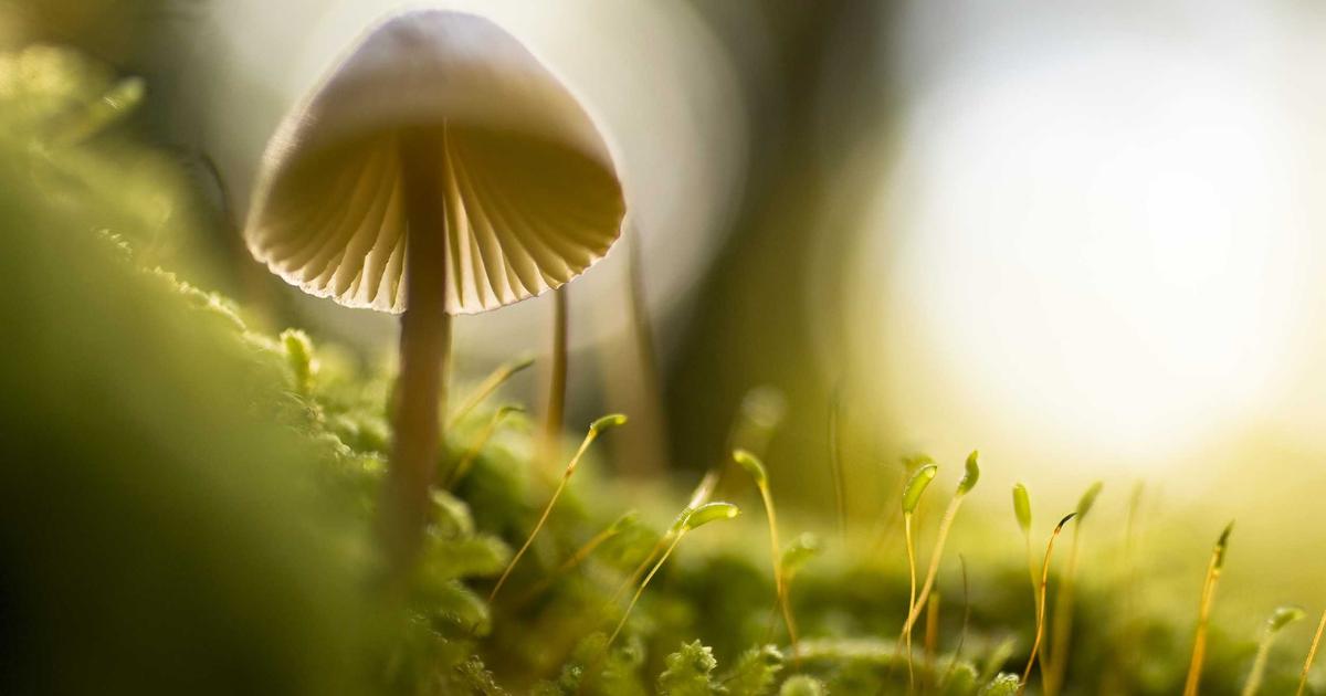 DROPIDEA | دروب ايديا - A collection of facts and information that you do not know about Bitcoin and cryptocurrencies