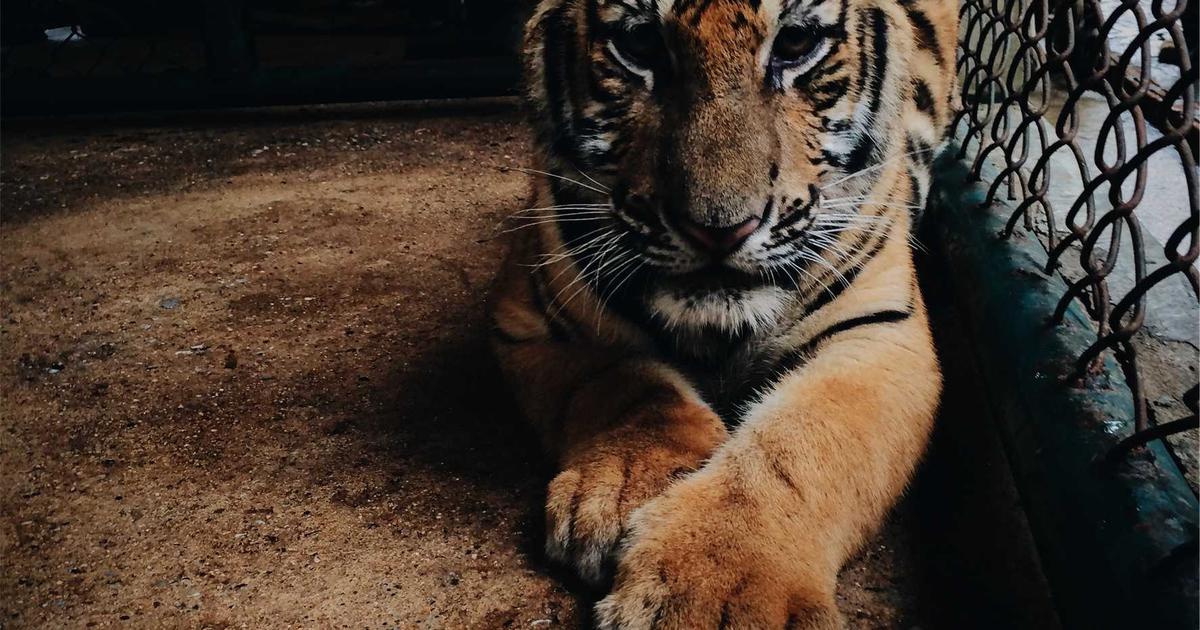 DROPIDEA | دروب ايديا - The FBI warns against using FaceApp