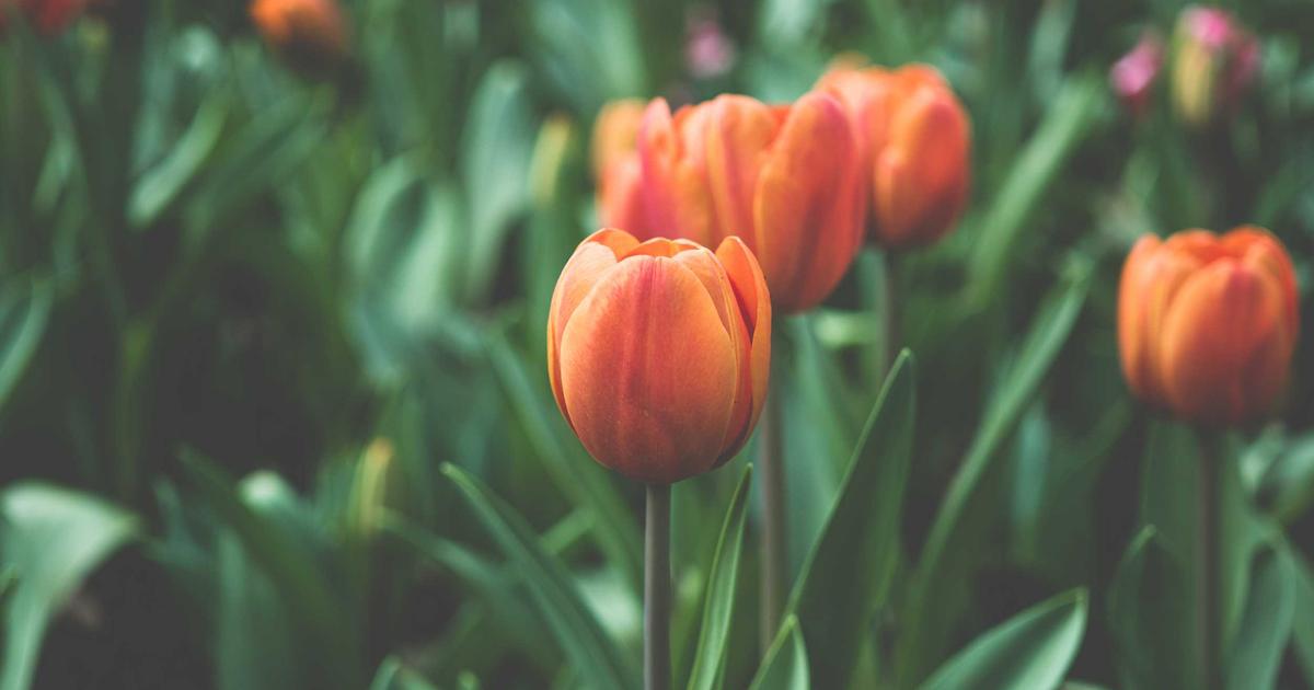 DROPIDEA | دروب ايديا - Tips for using WhatsApp Business