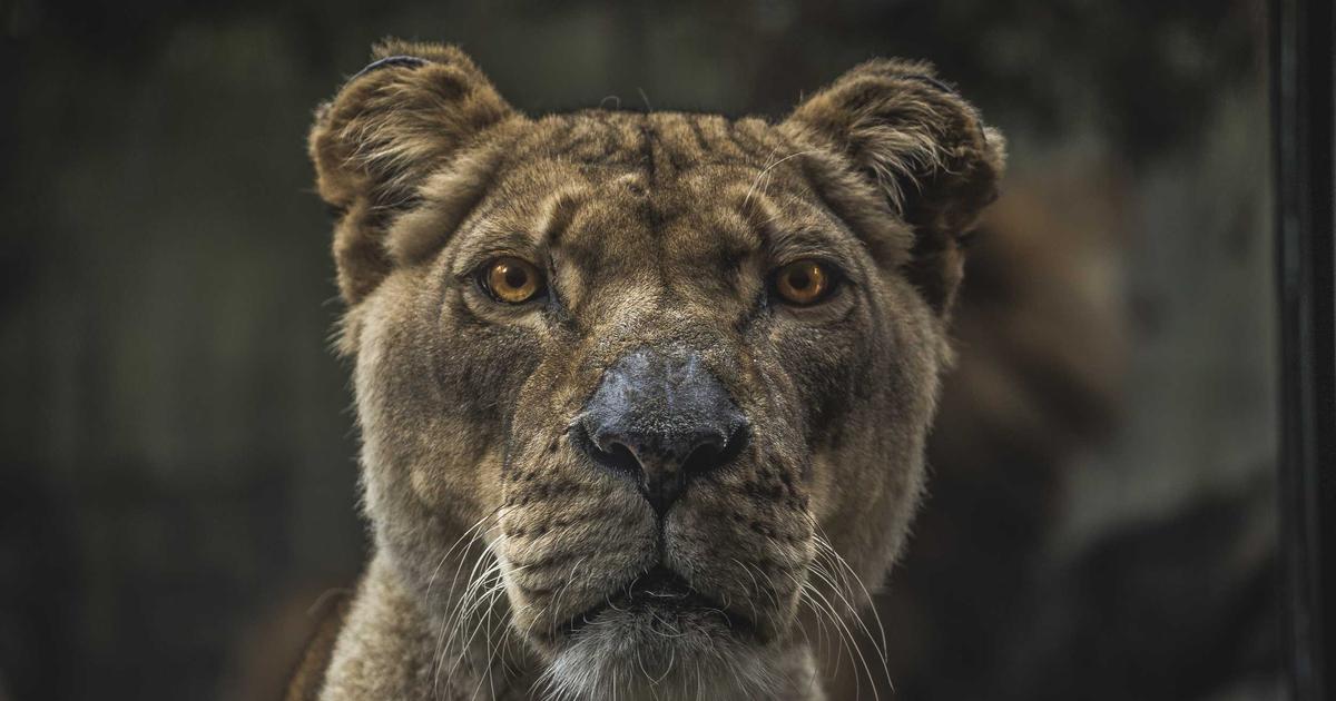 DROPIDEA | دروب ايديا - Learn Forex currency trading from scratch