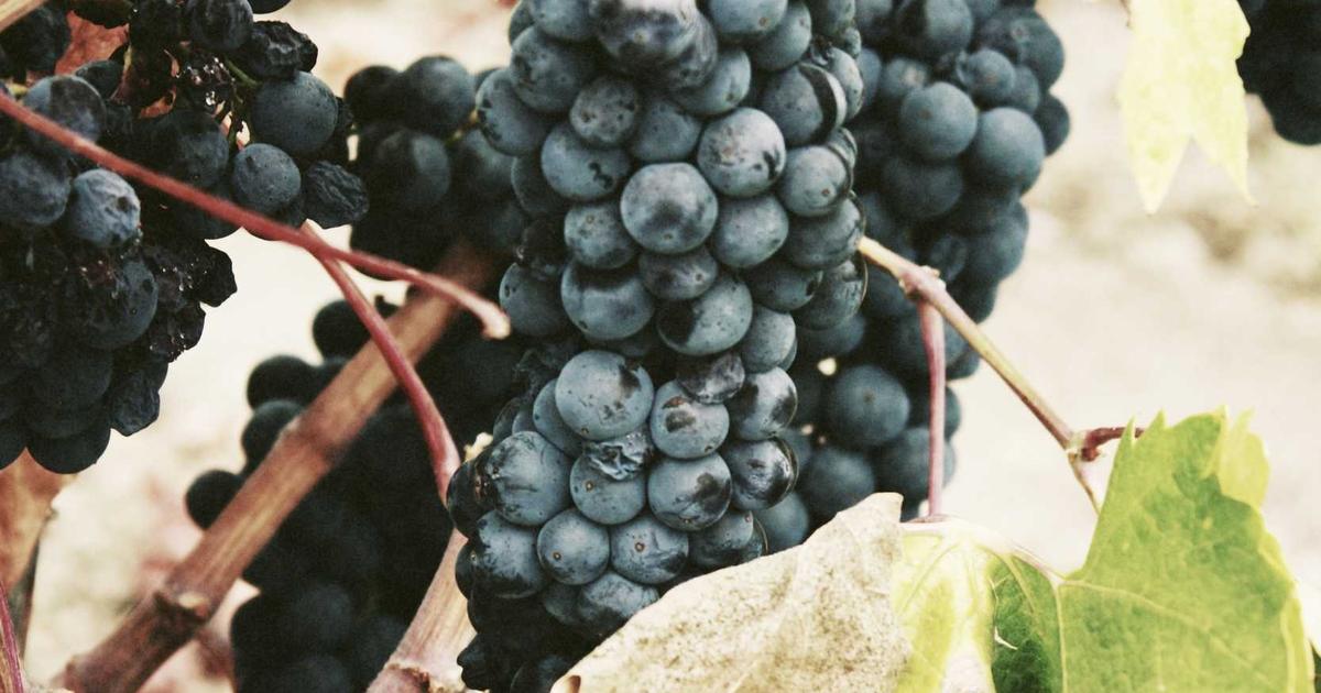 DROPIDEA | دروب ايديا - Learn about the new TikTok headquarters